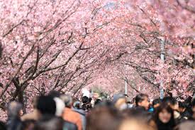cherry blossom festival in Philadelphia